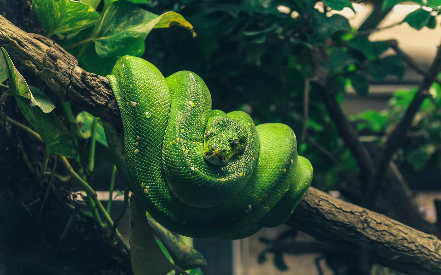Green Python on Branch